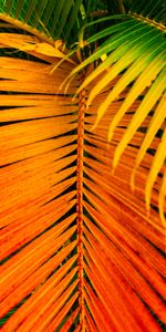 Leaves,Macro,Bright,Palm,Branch,Saturated