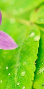 Hojas,Flor,Macro,Yema,Brote