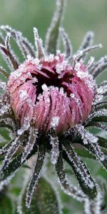 Leaves,Macro,Bud,Frost,Hoarfrost,Captivity,Flower,Cold