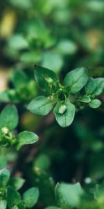 Hojas,Macro,Cogollos,Planta,Brotes