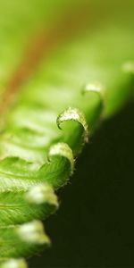 Feuilles,Macro,Fougère,Sculpté