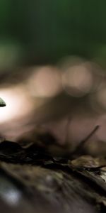 Macro,Feuilles,Gros Plan,Fermer,Champignon,Terre