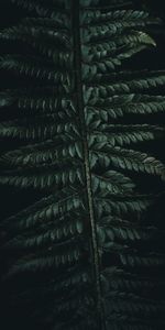 Leaves,Macro,Dark,Carved,Fern