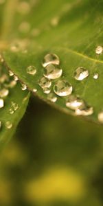 Leaves,Macro,Dew,Greased,Smeared,Drops