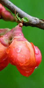 Leaves,Macro,Drop,Plant,Branch