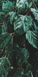 Leaves,Macro,Drops,Rain