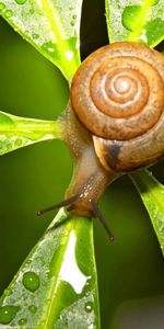 Leaves,Macro,Drops,Snail,Form