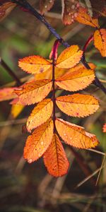 Leaves,Macro,Drops,Wet