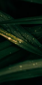 Leaves,Macro,Drops,Wet