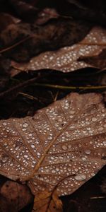 Leaves,Macro,Drops,Wet,Brown