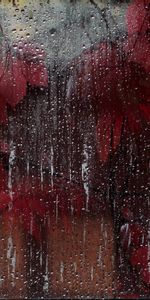 Leaves,Macro,Drops,Wet,Glass