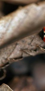 Feuilles,Sec,Macro,Coccinelle,Automne