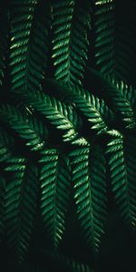 Leaves,Macro,Fern,Dark