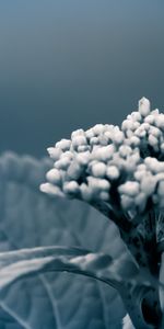 Macro,Feuilles,Fleur