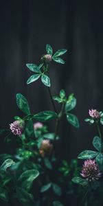 Leaves,Macro,Flowers,Flower,Clover