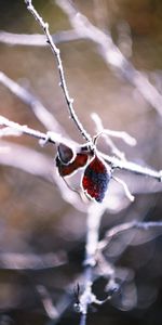 Feuilles,Forme,Branche,Sec,Macro,La Forme