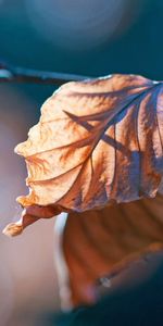 Leaves,Macro,Glare,Branch,Dry,Autumn