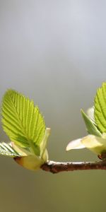 Leaves,Macro,Glare,Light,Branch,Shine