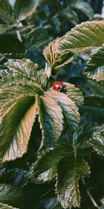 Leaves,Macro,Insect,Ladybug,Ladybird