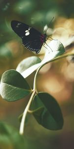 Leaves,Macro,Insect,Stem,Stalk,Butterfly