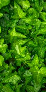 Leaves,Macro,Ivy,Plant,Drops