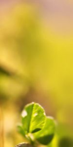 Leaves,Macro,Light,Blur,Smooth,Light Coloured,Background