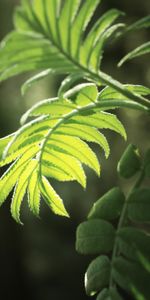 Leaves,Macro,Light,Bright,Branch,Shine