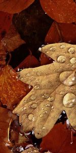 Leaves,Macro,Moisture,Dry,Drops,Autumn