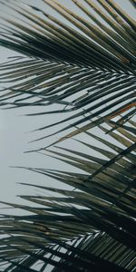 Leaves,Macro,Palm,Tropical