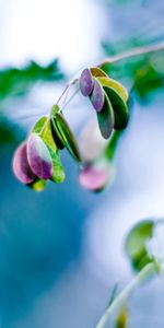 Feuilles,Macro,Rose