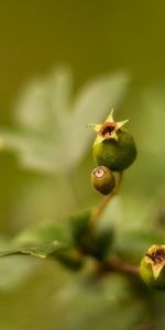 Planter,Macro,Éblouissement,Éclat,Feuilles,Plante