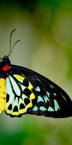 Leaves,Macro,Plant,Patterns,Butterfly