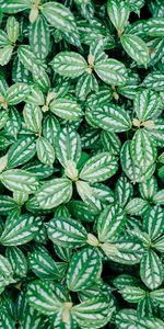 Leaves,Macro,Plant,Veins