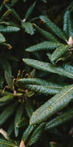 Plante,Planter,Macro,Mouiller,Mouillé,Feuilles