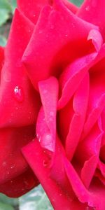 Feuilles,Drops,Macro,Branche,Fleur,Une Rose,Rose