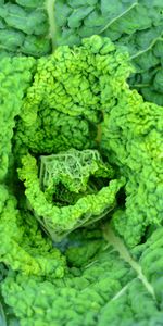 Leaves,Macro,Savoy Cabbage,Savoy,Vegetable