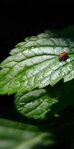 Macro,Sombra,Mariquita,Tres,Hojas,Forma,La Forma