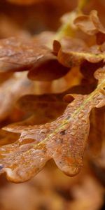 Feuilles,Briller,Lumière,Forme,Branche,Macro,La Forme