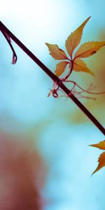 Leaves,Macro,Shine,Light,Bright,Branch