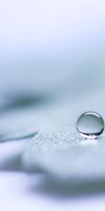 Feuilles,Macro,Briller,Goutte,Une Goutte,Lumière,Brillant