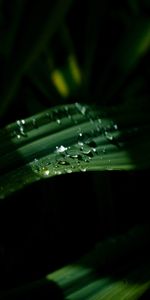 Feuilles,Drops,Sombre,Lumière,Briller,Macro