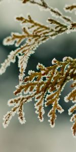 Feuilles,Flocons De Neige,Macro,Neige