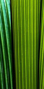 Leaves,Macro,Stripes,Lines,Streaks