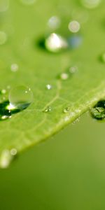 Hojas,Drops,Macro,Superficie,Rocío