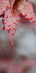 Leaves,Macro,Surface,Drops