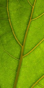 Circulation Sanguine,Macro,Veines,Feuilles