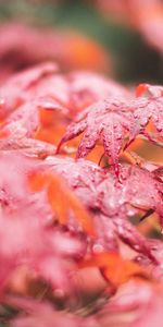 Leaves,Macro,Wet,Maple