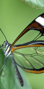 Leaves,Macro,Wings,Patterns,Butterfly