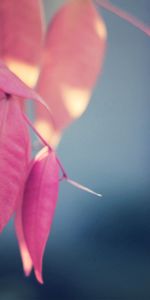 Leaves,Macro,Wood,Tree,Color,Background