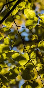 Macro,Arbre,Brindille,Brin,Feuilles,Bois,Nature